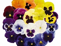 Виола виттрока