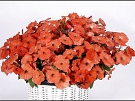 Петуния ампельная гибридная (MyLove (Amore Mio) F1)