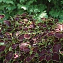 Колеус гибридный (Coleus х hybrida)
