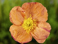 Мак голостебельный (Spring Fever)