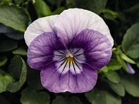 Виола рогатая (Admire F1)