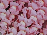 Львиный зев (Антирринум) большой (Maryland F1)