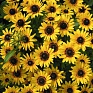 Рудбекия волосистая (Rudbeckia hirta)