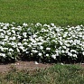 Катарантус розовый (Vinca rosea)