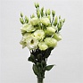 Лизиантус (Эустома) крупноцветковый (Lisianthus grandiflorum)
