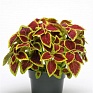 Колеус гибридный (Coleus х hybrida)