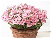 Петуния ампельная гибридная (Baby Gioconda F1)