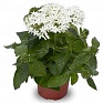 Пентас ланцетовидный (Pentas lanceolata)
