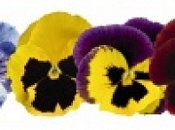 Виола виттрока