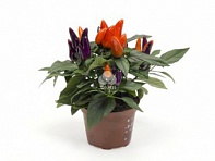 Перец летний (Mambo)