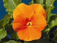 Виола рогатая (Penny F1)