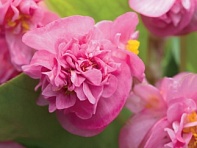 Бегония вечноцветущая махровая (зеленая листва) (Fiona F1)