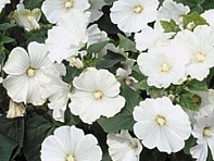 Лаватера трехмесячная (White Regis)