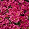 Портулак крупноцветковый (Portulaca grandiflora)