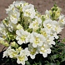 Львиный зев (Антирринум) махровый (Antirrhinum majus)