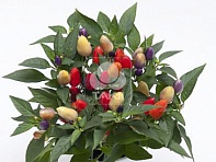 Перец летний (Cubana)