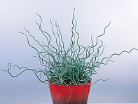 Ситник искривленный (Afro)