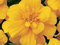 Бархатцы отклоненные (Durango)