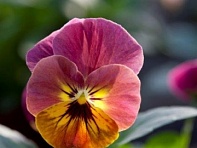 Виола рогатая (Bel Viso F1) Виола рогатая (Bel Viso F1)