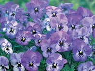 Виола рогатая (Floral Power F1)