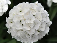 Гвоздика турецкая (Sweet F1)