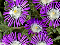 Делосперма обильноцветущая (Stardust)