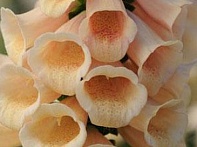 Наперстянка пурпурная