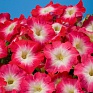 Петуния многоцветковая (Petunia multiflora)