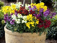 Лакфиоль Чери (Sugar Rush F1)