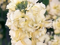 Левкой седой (Vintage)