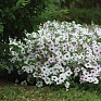 Петуния ампельная гибридная (Petunia х hybrida)