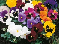 Виола Виттрока