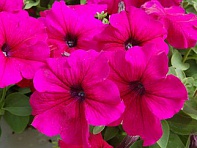 Петуния крупноцветковая (Tango F1)