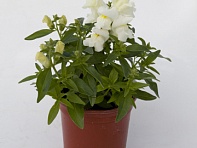 Львиный зев (Антирринум) большой (Crackle & Pop F1)