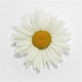Нивяник превосходный (Leucanthemum x superbum)