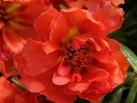 Портулак крупноцветковый (Happy Hour)