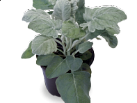 Цинерария приморская (New Look)