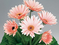 Гербера Джемсона (Royal F1)