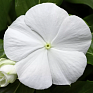 Катарантус розовый ампельный (Vinca rosea)