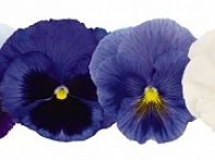 Виола виттрока