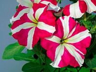 Петуния крупноцветковая (Tango F1)