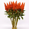 Целозия метельчатая (Celosia plumosa)