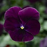 Виола Виттрока ампельная (Viola wittrockiana)