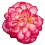 Бегония клубневая махровая ампельная (Begonia tuberhybrida)