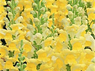 Львиный зев (Антирринум) большой (Overture F1)