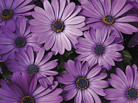 Остеоспермум Эклона