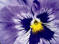 Виола Виттрока