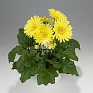 Гербера Джемсона (Gerbera jamesonii)