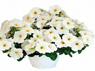 Петуния ампельная гибридная (My Joy F1)