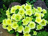 Петуния крупноцветковая гофрированная (Dolce F1)